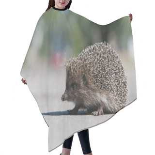 Personality  Hedgehog Hair Cutting Cape