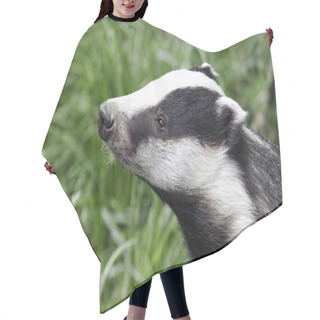 Personality  Badger, Meles Meles Hair Cutting Cape
