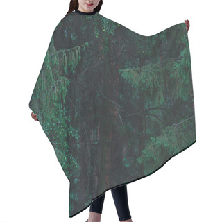 Personality  Full Frame Shot Of Dramatic Pine Forest Hair Cutting Cape