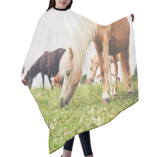 Personality  Miniature Horses On The Pasture Hair Cutting Cape