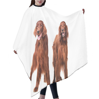 Personality  Two Irish Red Setters On White Hair Cutting Cape