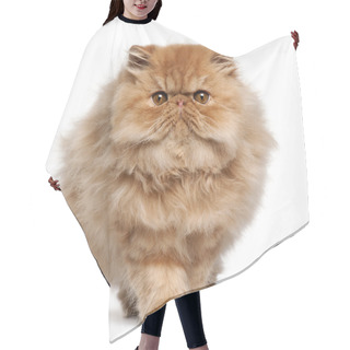 Personality  Persian Kitten, 4 Months Old, Walking In Front Of White Background Hair Cutting Cape