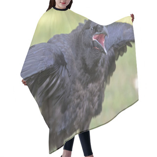 Personality  Raven Close-up Portrait In Natural Habitat   Hair Cutting Cape