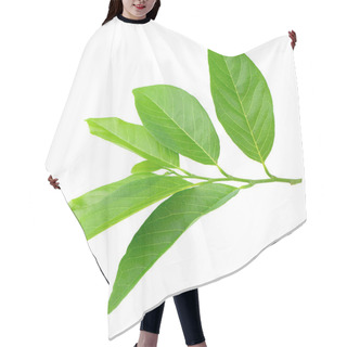 Personality  Green Leaves Isolated On A White Background. Hair Cutting Cape