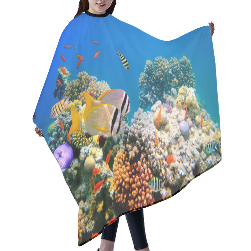 Personality  Tropical Fish on a coral reef and Doublebar bream (acanthopagrus bifasciatus) hair cutting cape