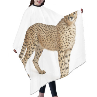 Personality  Cheetah, Acinonyx Jubatus, 18 Months Old, Sitting In Front Of White Background Hair Cutting Cape