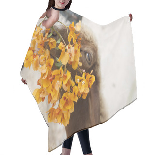 Personality  Lamb, Sheep Hair Cutting Cape