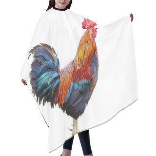 Personality  Colorful Rooster Isolated On White Background Hair Cutting Cape