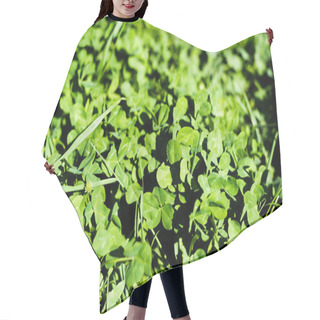 Personality  Green Clover Leaves On Summer Meadow Hair Cutting Cape