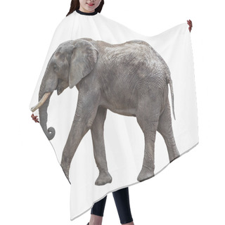 Personality  Elephant Isolated On White Hair Cutting Cape