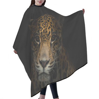 Personality  Jaguar ( Panthera Onca ) In The Dark Hair Cutting Cape