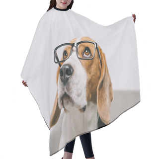 Personality  Adorable Beagle Dog Wearing Glasses Isolated On Grey Hair Cutting Cape