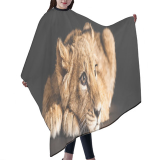 Personality  Adorable Lion Cub Lying Isolated On Black, Panoramic Shot Hair Cutting Cape