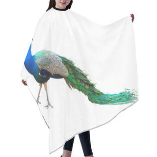 Personality  Peacock Isolated On White. Hair Cutting Cape