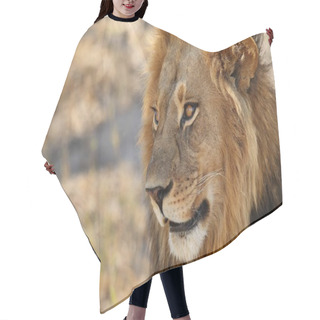 Personality  Big Male Lion Portrait In Close-up. Wild Animal In The Nature Habitat. African Wildlife. Panthera Leo. Hair Cutting Cape