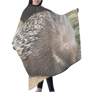 Personality  Porcupine In ZOO Prague Hair Cutting Cape