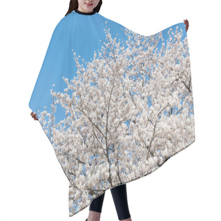 Personality  Close Up Of Tree Branches With Sakura Blossom  Hair Cutting Cape