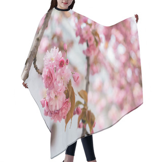 Personality  Close Up Of Blooming Flowers On Branches Of Cherry Tree  Hair Cutting Cape