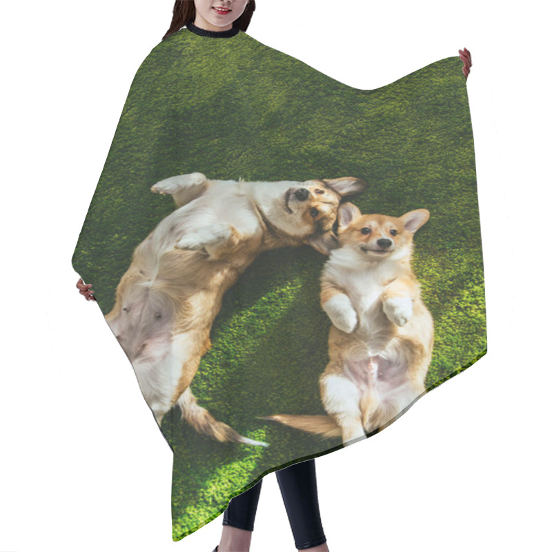 Personality  Top View Of Two Adorable Welsh Corgi Dogs Laying On Green Lawn Hair Cutting Cape