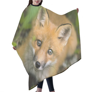 Personality  Mammal Red Fox C Hair Cutting Cape