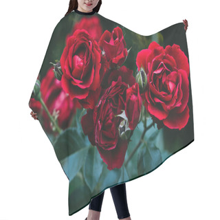 Personality  Close Up View Of Beautiful Red Rose Flowers Hair Cutting Cape