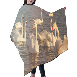 Personality  Photo Of Wonderful Swans Hair Cutting Cape