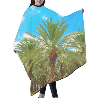 Personality  Date Palm Hair Cutting Cape