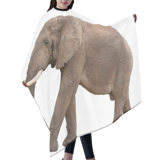 Personality  Big Male African Elephant In Musth - Isolated Hair Cutting Cape