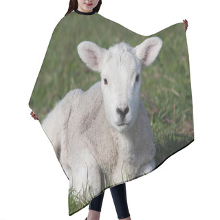 Personality  Lamb In Field Hair Cutting Cape