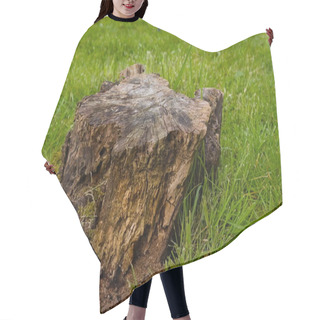 Personality  An Old Tree Stump In The Garden Hair Cutting Cape