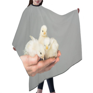 Personality  Partial View Of Woman Holding Cute Little Chicks In Hands Isolated On Grey Hair Cutting Cape