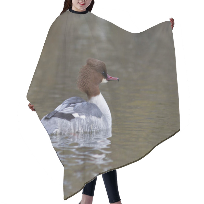 Personality  (mergus Merganser) Swimming On The Lake Hair Cutting Cape