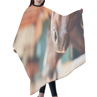 Personality  Nose Of The Horse  Hair Cutting Cape