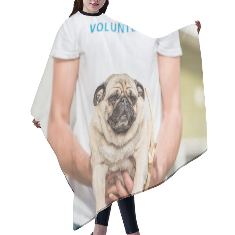 Personality  Cropped Image Of Volunteer Of Animals Shelter Holding Pug Dog Hair Cutting Cape