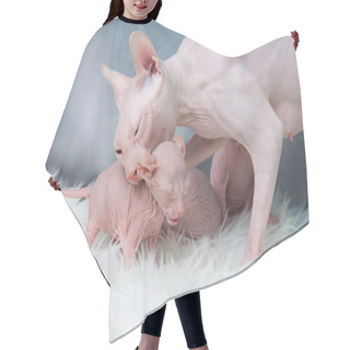 Personality  Sphynx Hairless Cat , Kitten On Fur, Light Laying Hair Cutting Cape