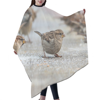 Personality  Flock Of Sparrows Hair Cutting Cape