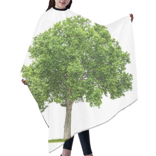 Personality  Isolated Plane Tree On A White Background Hair Cutting Cape