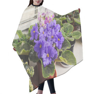 Personality  African Violet, Saintpaulia Flower On Window Sill  Hair Cutting Cape