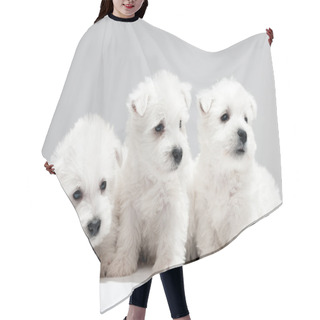 Personality  Three White Puppies Resting Together Hair Cutting Cape