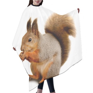 Personality  Eurasian Red Squirrel In Front Of A White Background Hair Cutting Cape