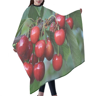 Personality  On A Tree Branch, Ripe Red Berries Prunus Avium (cherry) Hair Cutting Cape