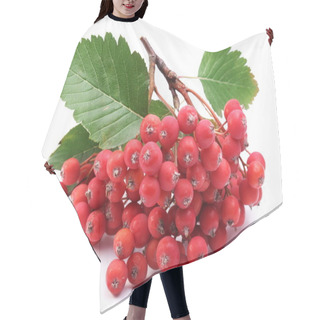 Personality  Cluster Of Rowan Berries On A White Background. Hair Cutting Cape