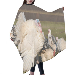 Personality  Turkey In Farm, Hanging Around Turkey Hens Hair Cutting Cape