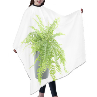Personality  Nephrolepis Fern Hair Cutting Cape