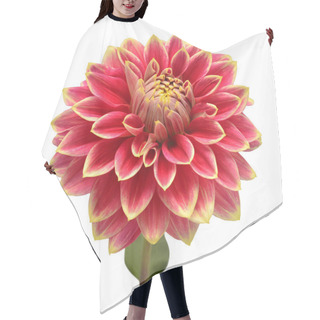 Personality  Dahlia Flower Head Red Isolated On White Background. Spring Time Hair Cutting Cape