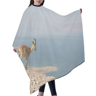 Personality  Nubian Ibex Hair Cutting Cape