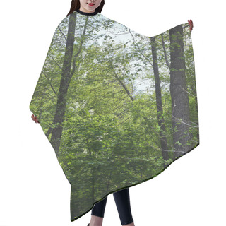 Personality  Green Trees In Forest With Leaves On Branches Hair Cutting Cape