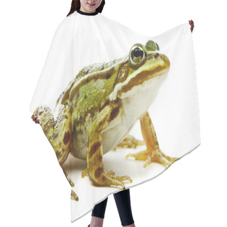 Personality  Rana Esculenta. Green (European Or Water) Frog On White Backgrou Hair Cutting Cape