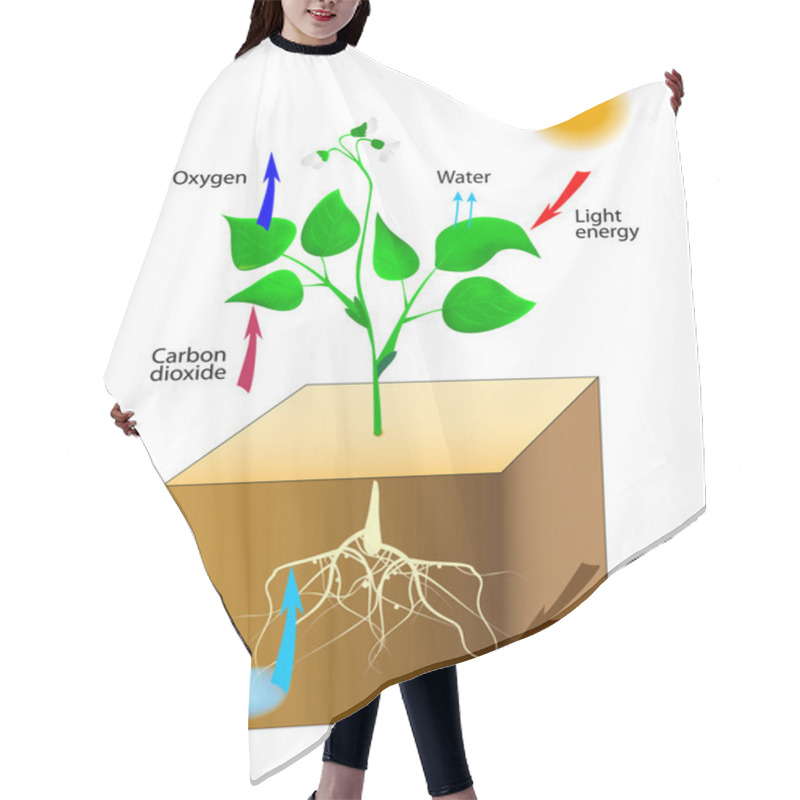 Personality  Schematic of photosynthesis in plants hair cutting cape