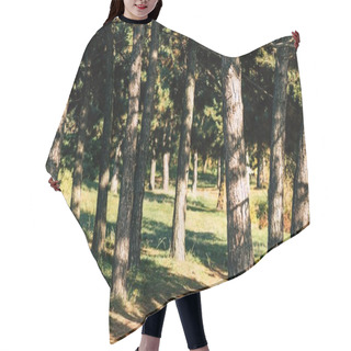 Personality  Trees In Autumn Forest Hair Cutting Cape